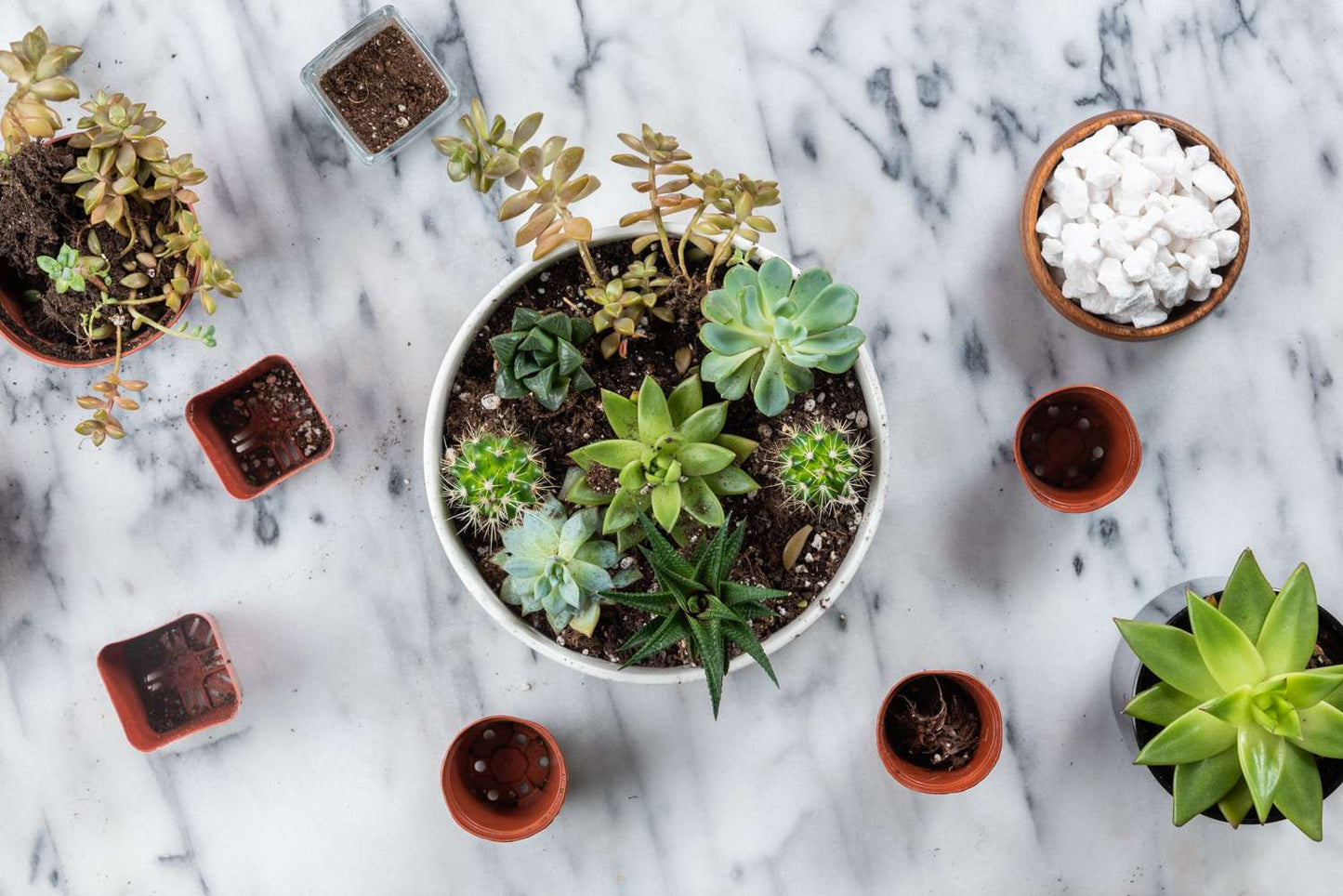 Succulent Workshop Ticket